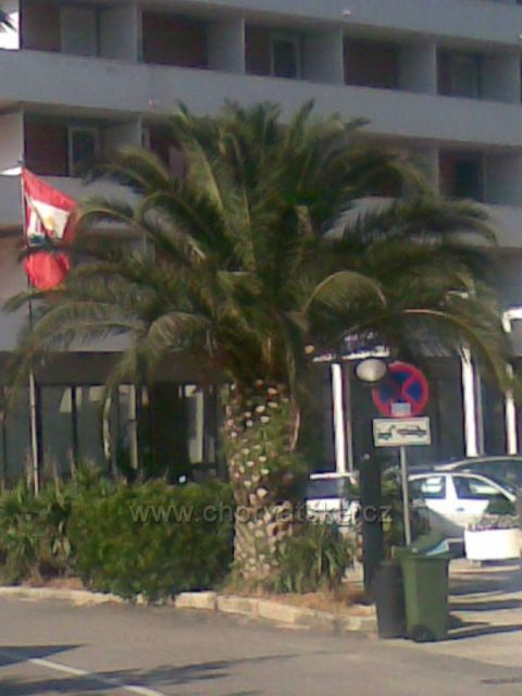 Krasná palma v Podgore