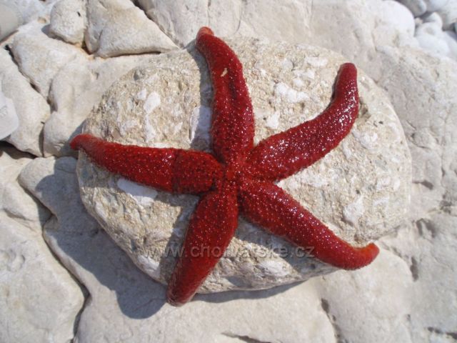 Rabac