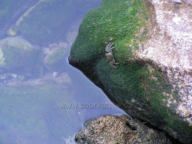 Natur 03 - Baška Voda