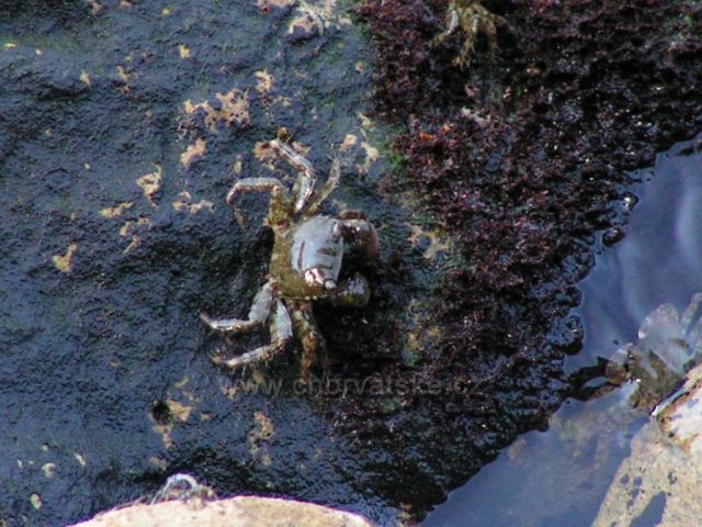 Natur 04 - Baška Voda