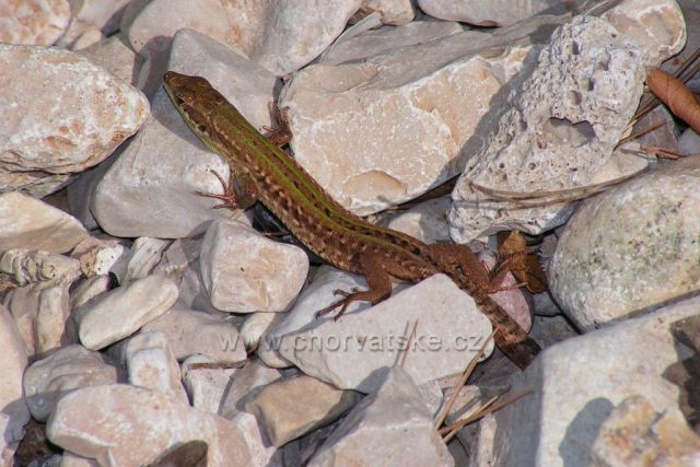 Natur 05 - Baška Voda