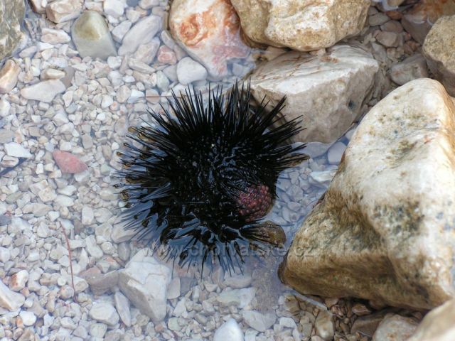 Natur 06 - Baška Voda