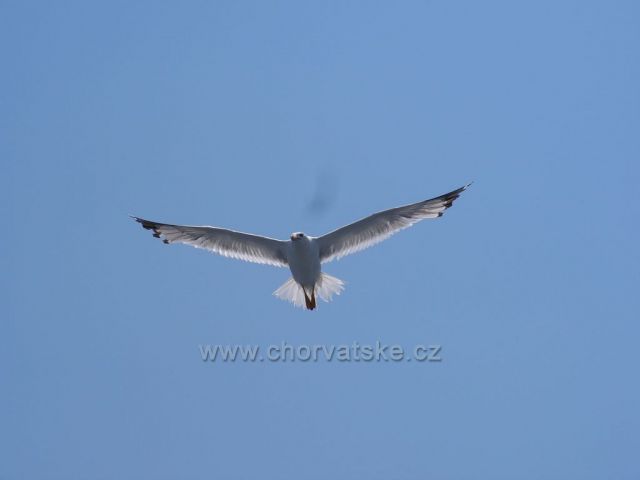 Natur 07 - Baška Voda