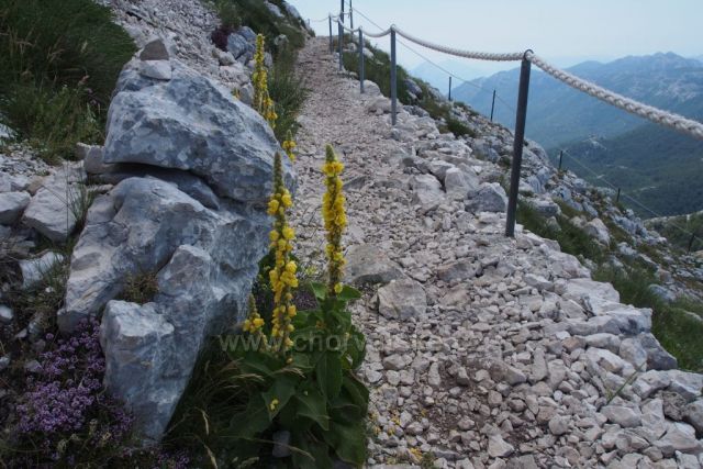 Divizna ve výšce 1700 m - Biokovo